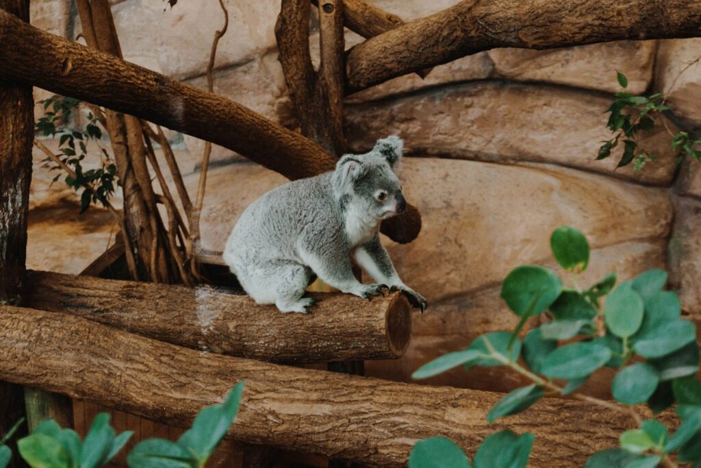 Koala in ZooParc de Beauval