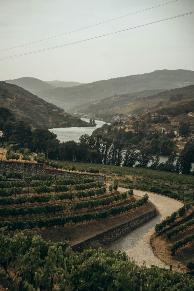 Wijnterrassen langs de bochten van de Douro