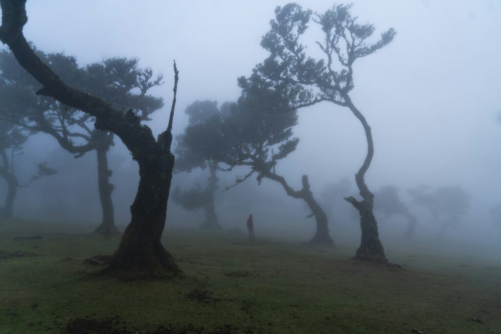 Oude laurierbomen in de mist van Fanal